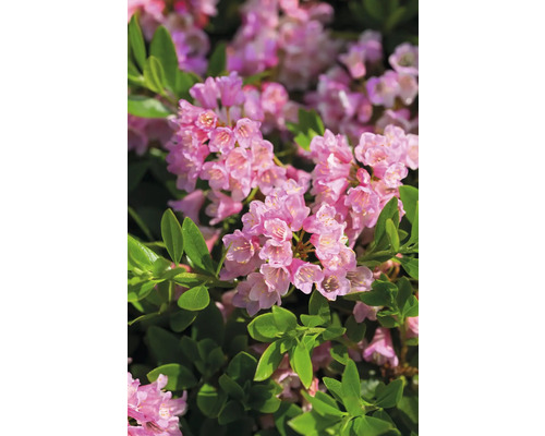 Rododendron Rhododendron micranthum 'Bloombux' ® H 5-10 cm