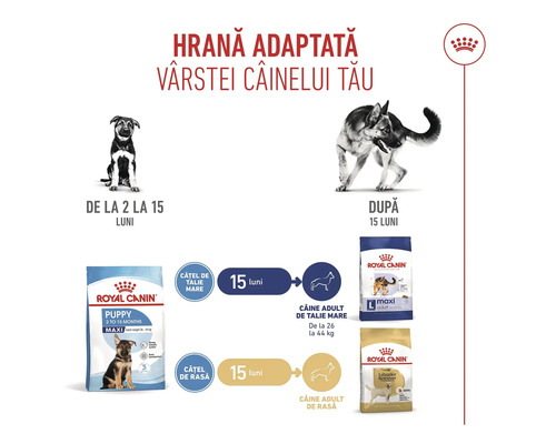 Ilustrație despre adaptarea hranei la vârsta câinelui cu produsele Royal Canin