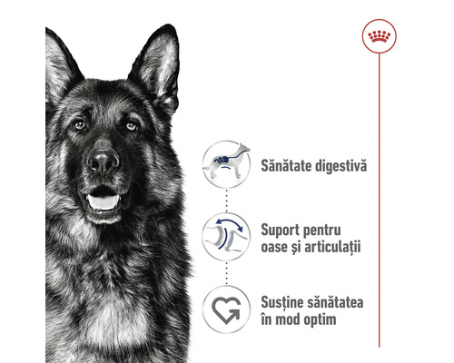 Ciobanesc german cu informații despre digestie, oase și sănătate