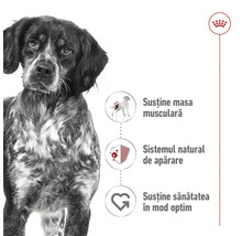 Dietă canină pentru susținerea masei musculare, a sistemului natural de apărare și a unei sănătăți optime.
