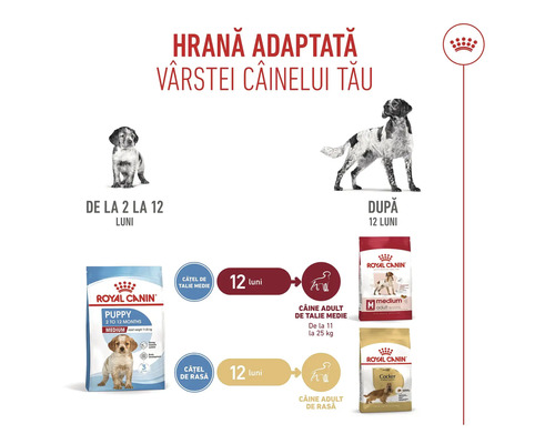 Recomandare hrană câini Royal Canin pentru diferite etape de creștere