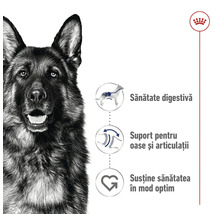 Ciobanesc german cu informații despre susținerea digestiei, oaselor și articulațiilor