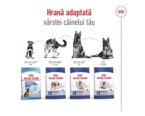 Hrană pentru câini Royal Canin pentru diferite grupe de vârstă ale câinilor