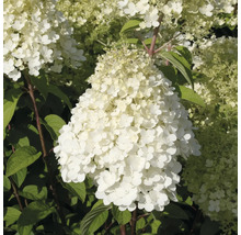 Hortensie paniculată cu flori albe