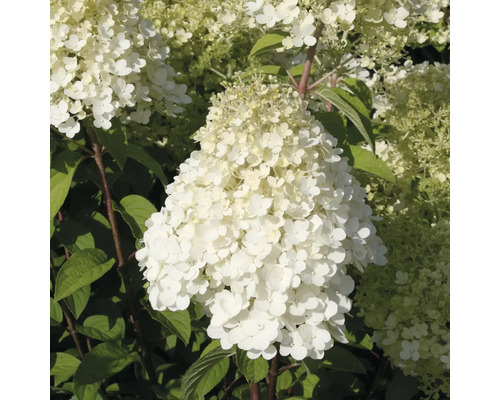 Hortensie paniculată cu flori albe