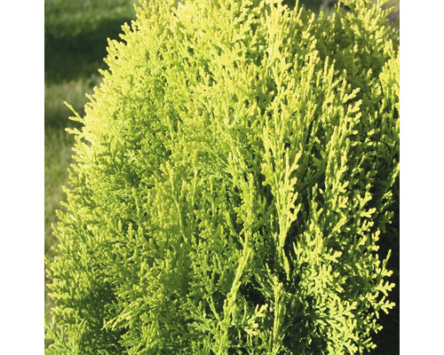 Conifer Thuja orientalis 'Aurea Nana' H 30-40 cm Co 3,7 L