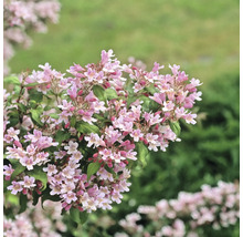 Arbust ornamental cu flori înflorite