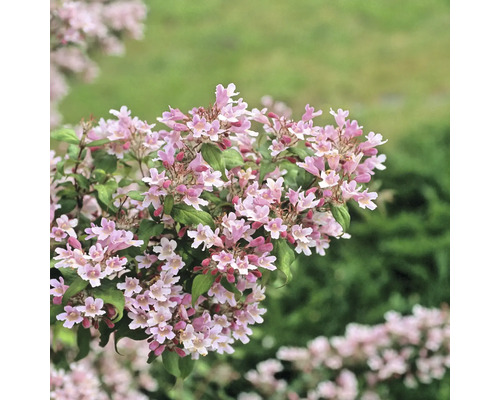 Arbust ornamental cu flori înflorite