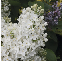 Prim-plan cu o plantă de liliac alb înflorită