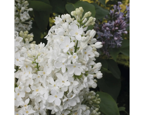 Prim-plan cu o plantă de liliac alb înflorită