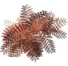 Prim-plan cu frunze de ferigă