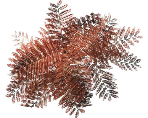 Prim-plan cu frunze de ferigă