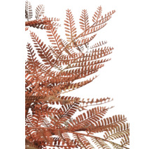 Prim-plan cu ferigă de culoarea ruginii pentru decorațiuni.