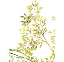 Ilustrație cu ramuri cu frunze