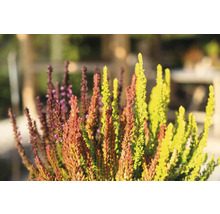 Arbust de calluna vulgaris în detaliu