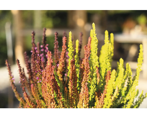 Arbust de calluna vulgaris în detaliu