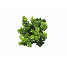 Plantație de Buxus în ghiveci