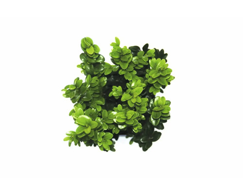 Plantație de Buxus în ghiveci