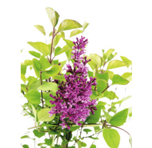 Plantă liliac înflorită cu frunze verzi