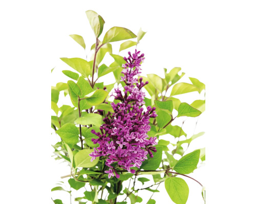 Plantă liliac înflorită cu frunze verzi