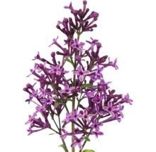 Prim-plan cu flori mov de liliac