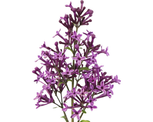 Prim-plan cu flori mov de liliac