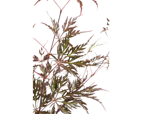 Arbore de arțar cu frunze maro