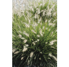 Iarbă ornamentală Pennisetum în grădină