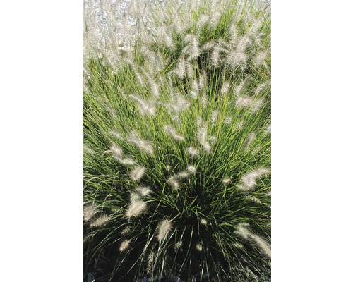 Iarbă ornamentală Pennisetum în grădină
