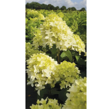 Hortensie paniculată în stratul de grădină