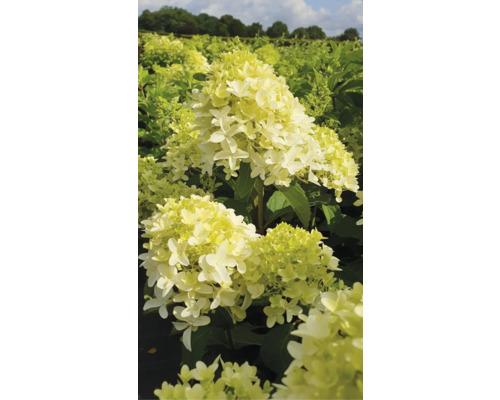 Hortensie paniculată în stratul de grădină
