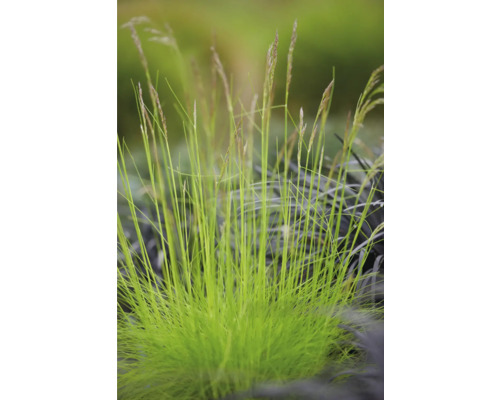 Tufă de iarbă ornamentală în grădină