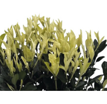 Arbore de fus persistent cu frunze