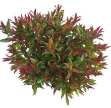 Photinia cu frunze roșii și verzi