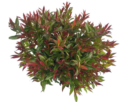 Photinia cu frunze roșii și verzi