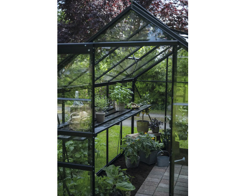 Seră cu plante pe rafturi și în pământ