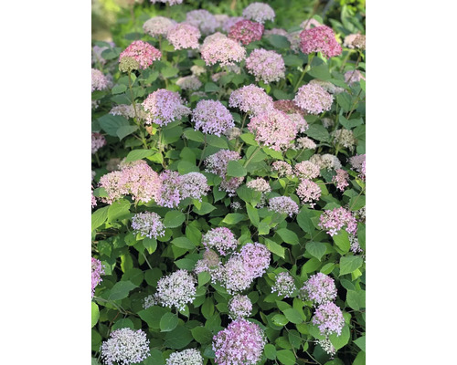 Hortensie cu flori roz și frunze verzi