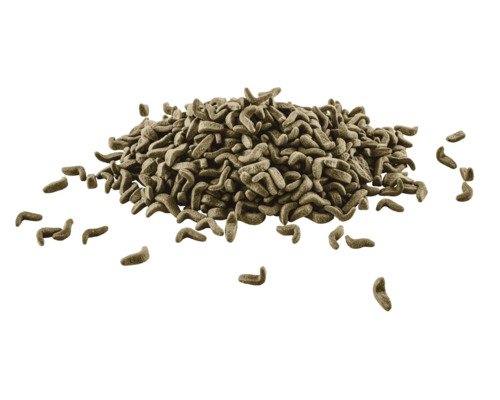 Grămadă de alun ornamental contorsionat