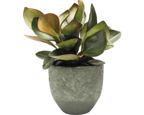 Arbore de piper în ghiveci decorativ