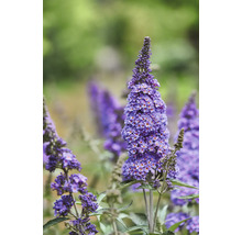 Prim-plan cu o floare mov de liliac de vară