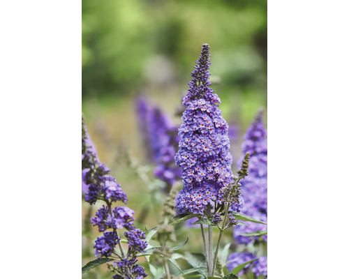 Prim-plan cu o floare mov de liliac de vară