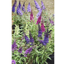 Buddleja Davidii Arbore de fluturi în diferite culori, în ghivece