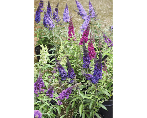 Buddleja Davidii Arbore de fluturi în diferite culori, în ghivece