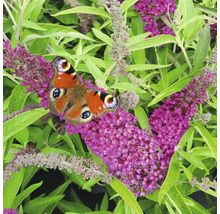 Fluture ochi de păun pe flori de liliac de vară