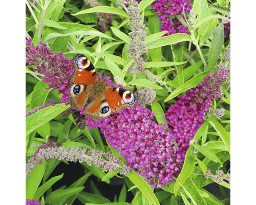 Fluture ochi de păun pe flori de liliac de vară