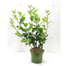 Plantă Aronia în ghiveci