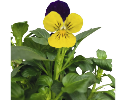 Panseluță galbenă și violetă cu frunze verzi