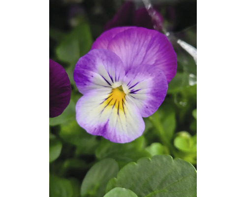 Prim-plan cu o floare de panseluță în grădină