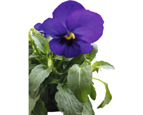 Panseluță albastră cu frunze verzi.