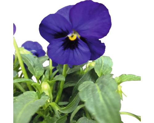 Panseluță înflorită cu frunze verzi